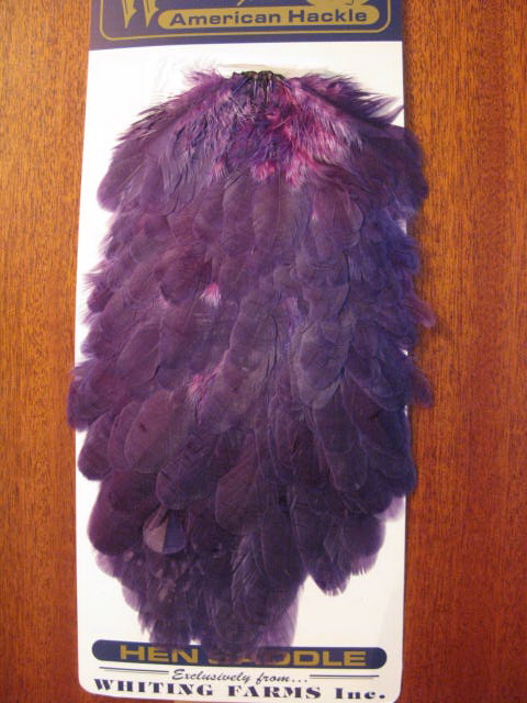 American hen saddle purple  Whiting